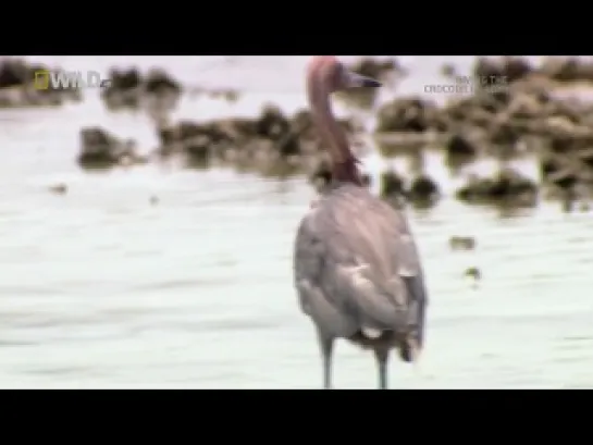 Nat Geo Life Of Oceans: Threats