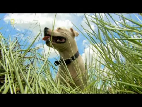 Nat Geo Wild. Outback Wrangler: Croc Swarm \ Крокодилье гнездовье (2011)