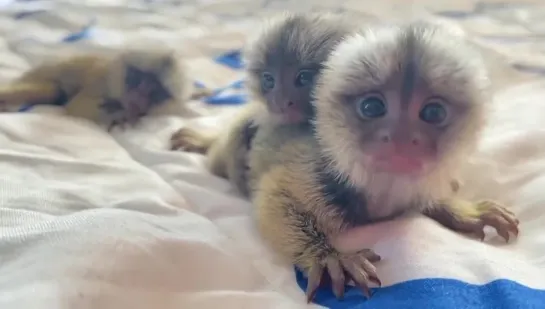 Adorable Finger Marmoset Monkey