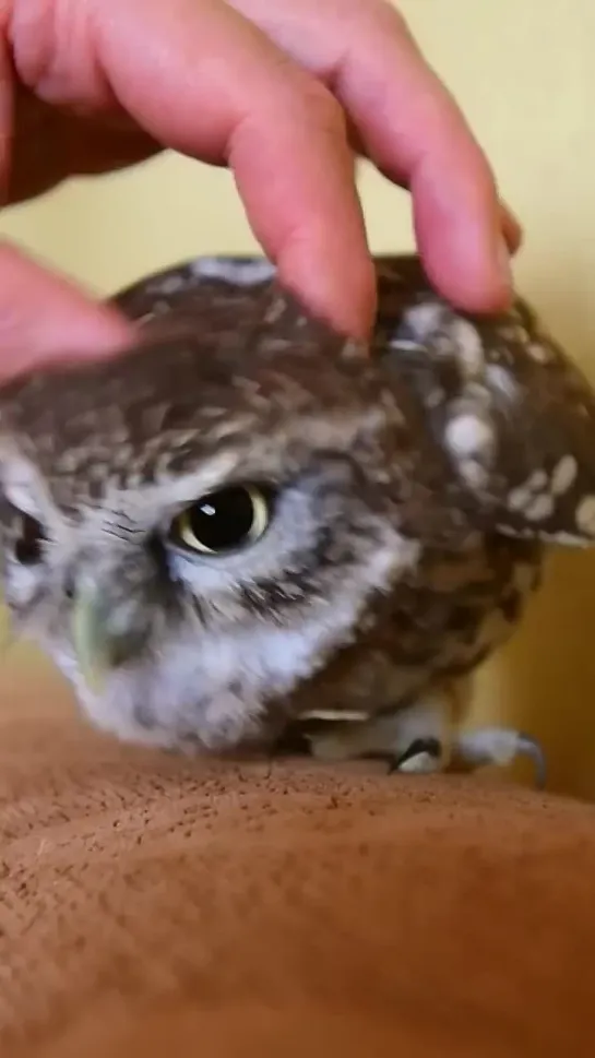 Cute 😍 Baby Owl