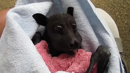 Детеныш австралийской летучей мыши ест банан / Rescued Bat Enjoys Banana