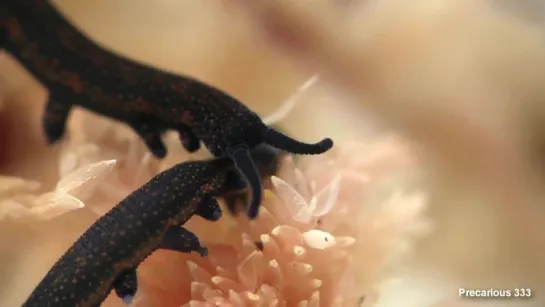 Velvet Worms (Peripatus)