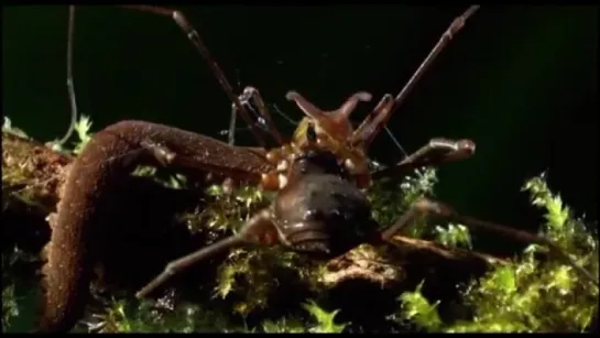 MONSTER BUG WARS! HARVESTMAN vs. VELVET WORM