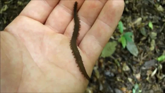 Panamanian Velvet Worm