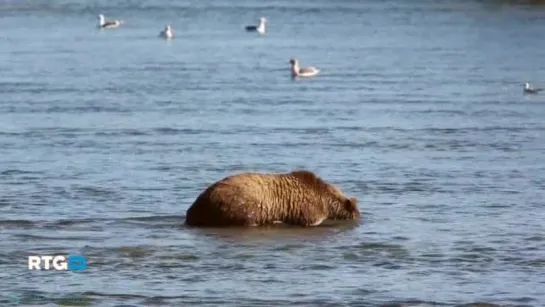 «Медведи Камчатки» (Документальный, природа, животные, 2013)