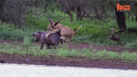 Lion Vs. Hippo_ Mother Defends Calf From Lion Attack