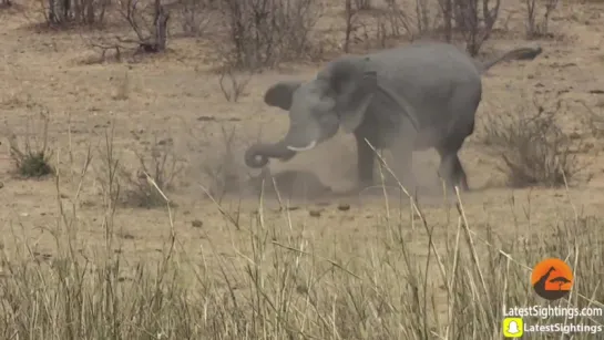 Слон убивает буйвола (Elephant Stabs and Kills Buffalo)