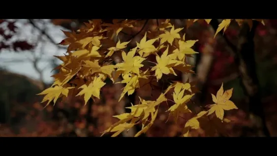 Autumn in Japan