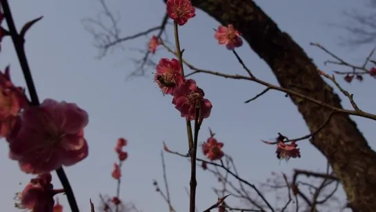 Spring in Japan