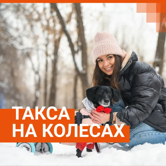 Такса на коляске