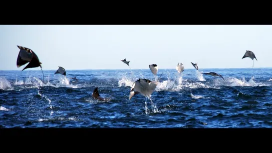 Полет гигантского ската манта (Manta birostris)