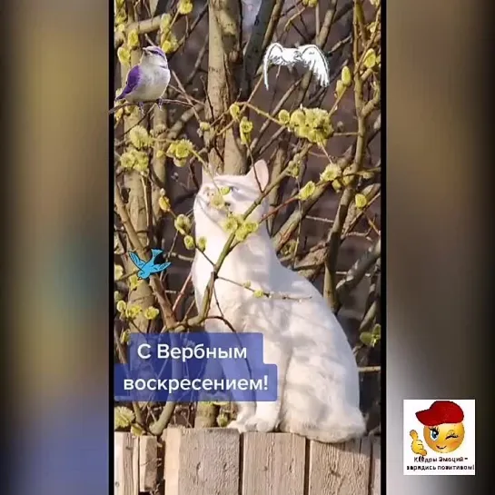 С вербным воскресеньем🕊️