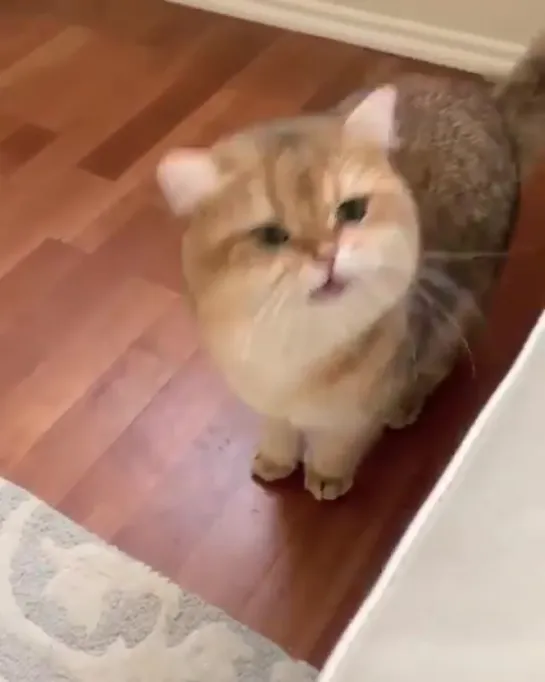 Oh hooman you can speak cat finally