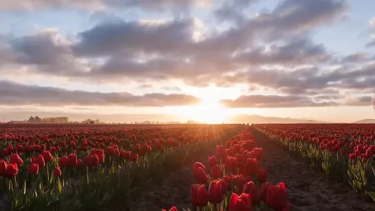 Sunrise Tulips Timelapse(1080P_-_MP4).mp4