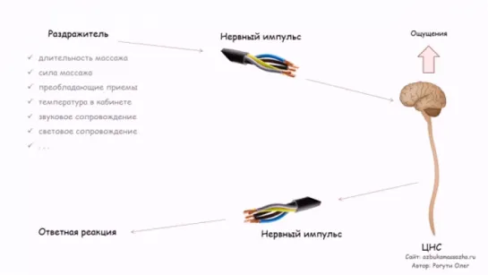 Влияние массажа на нервную систему _ Урок 7, часть 3 _ Обучение массажу