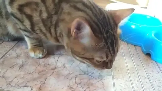 Бенгальская кошка ест картошку, огурец и дыню. Bengal cat eating potatoes, cucum