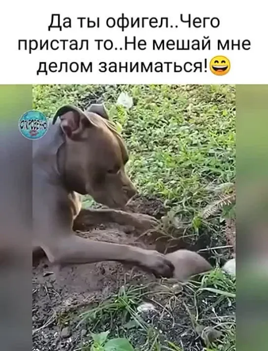 Не мешай мне делом заниматься!!!