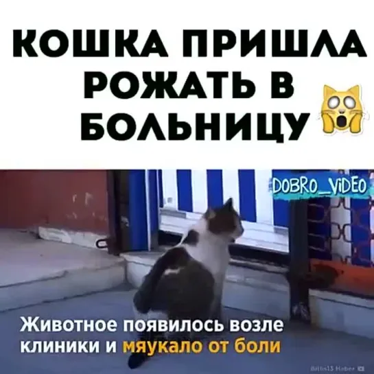 Кошка пришла рожать в больницу