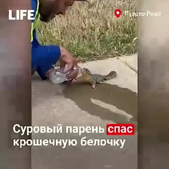 Белочка умирала от жажды