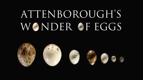 Attenboroughs.Wonder.of.Eggs.(2018)