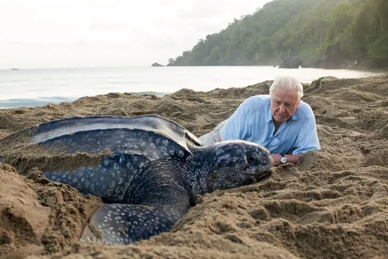 Дэвид Аттенборо Жизнь на нашей планете David Attenborough A Life on Our Planet (Аластер Фовергилл, Джонатан Хьюз, Кит Шолей)