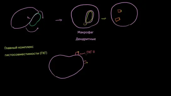 6. Профессиональные антиген-представляющие клетки и ГКГ II