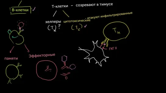 4. Т-хелперы