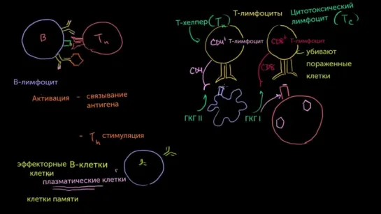 3. B-лимфоциты и T-лимфоциты популяций CD4+ и CD8+