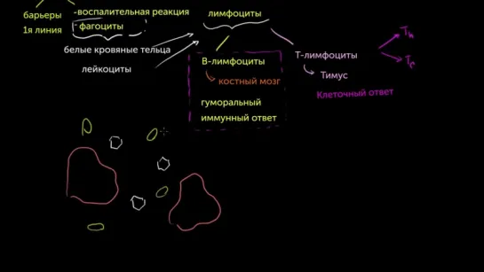 1. Типы иммунных ответов׃ врожденный и адаптивный. Сравнение гуморального и клеточного иммунитета