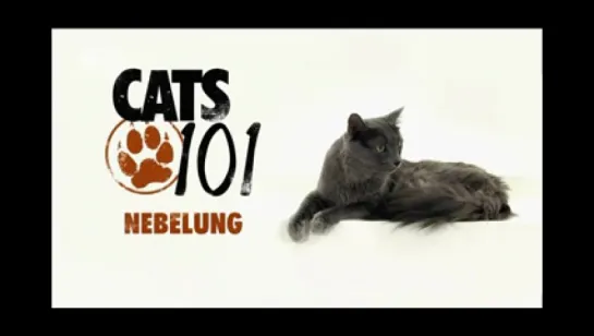 Док.сериал "Введение в котоводство / Введение в кошковедение / Cats 101." (2008 - 2011)(США)