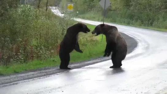 Удивительный момент сражения медведей гризли!