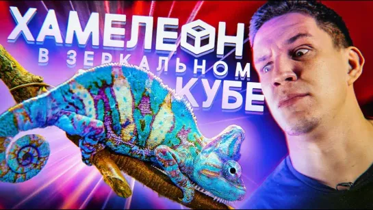 Дима Масленников Это невероятно! ХАМЕЛЕОН в ЗЕРКАЛЬНОЙ комнате! Я в шоке!