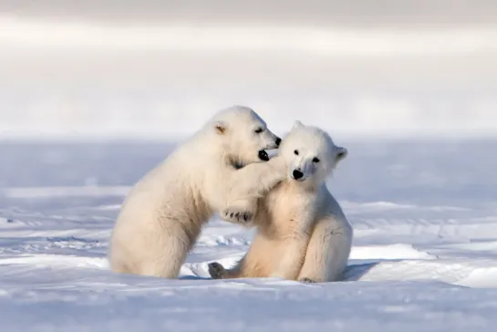 путешествие с белыми медведями / Snow Bears / HD