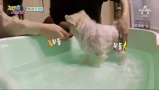 180303 "Man Who Feeds The Dog" season 2 ep.5 - Lovelyz CUT