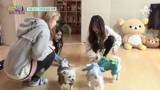 180203 "Man Who Feeds The Dog" season 2 ep.1 - Lovelyz CUT