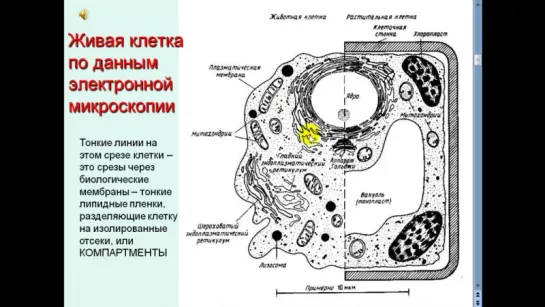 Структура мембран, часть 1