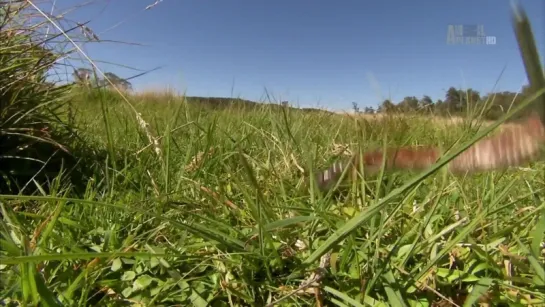 06. Самые опасные змеи Австралии / The most dangerous snakes of Australia