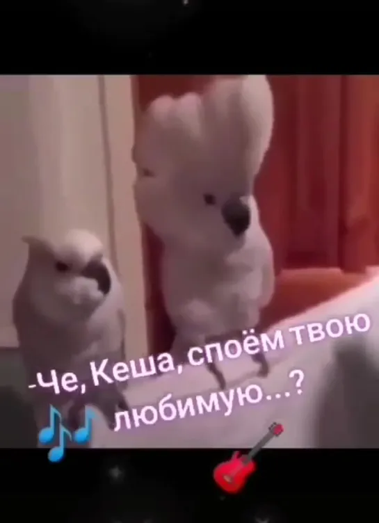 Сладкие чудики🤩