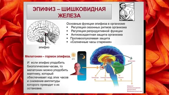 ШИШКОВИДНАЯ ЖЕЛЕЗА - шесть способов ОЧИЩЕНИЯ этой части вашего МОЗГА