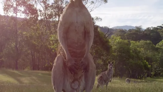 Kangaroo Boxing Fight - Life Story - BBC