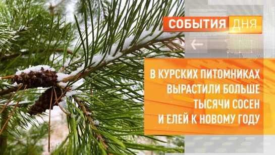 В курских питомниках вырастили больше тысячи сосен и елей к Новому году