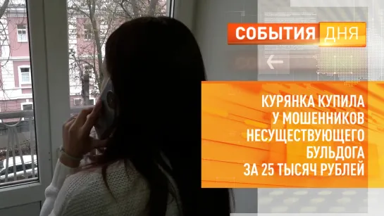 Курянка купила у мошенников несуществующего бульдога за 25 тысяч рублей