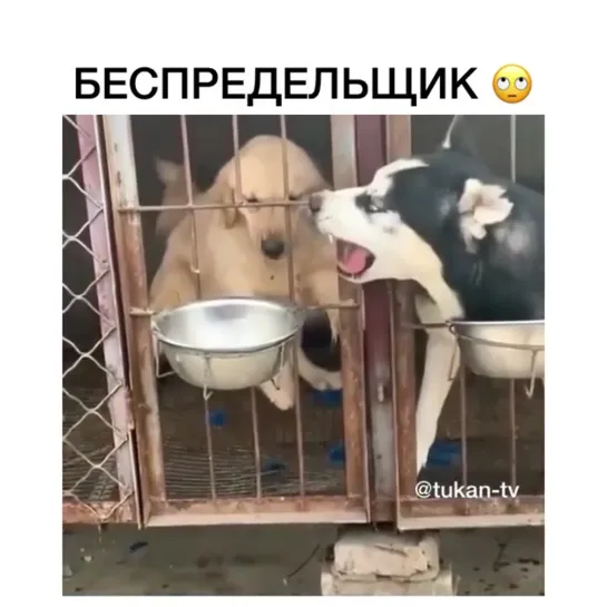 БЕСПРЕДЕЛЬЩИК . Видео приколы