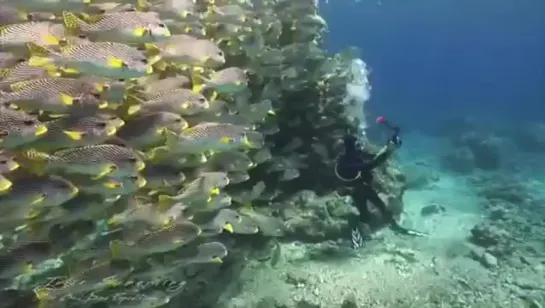 крутое селфи , видео приколы