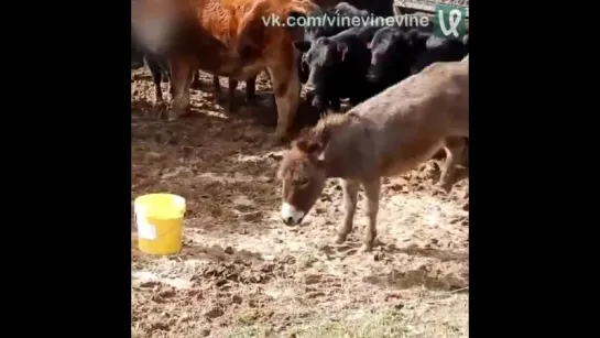 То чувство, когда размер не имеет значения , прикол