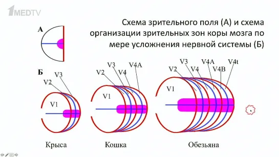 Теория локального сна. Иван Пигарев