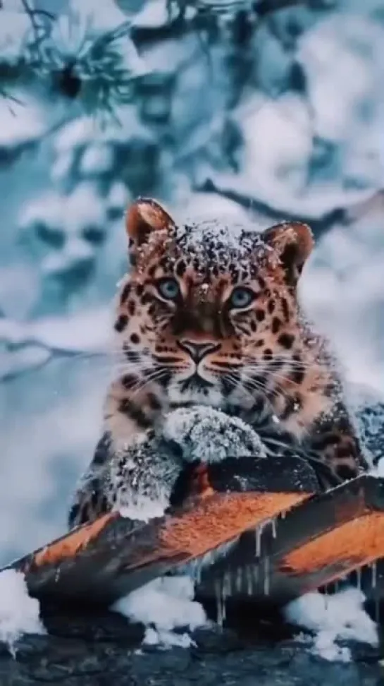 Winter animals.mp4