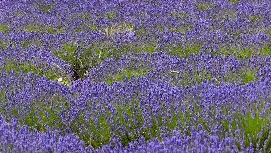 lavender colors(720P_-_MP4).mp4