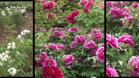 Peonies of Luoyang(720P_-_MP4).mp4