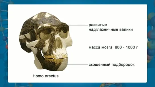 Биология. 9 класс. Урок 48. Этапы эволюции человека